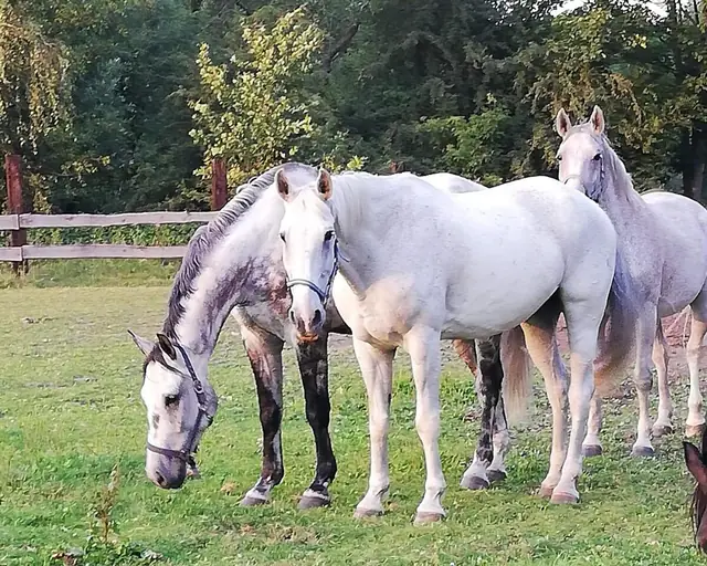 Bělouši na pastvině u dřevěné ohrady